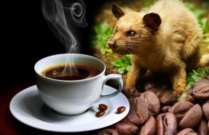 Kopi-Luwak-1